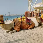 Dubai Travel Blog Dubai Travel Camels on Beach Dubai City Guide