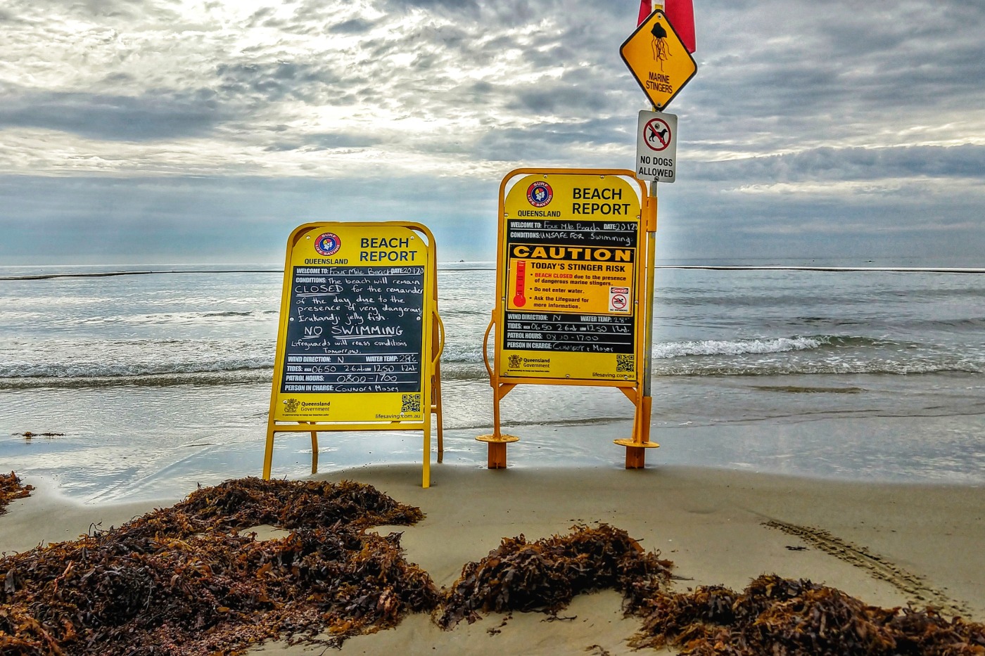 port douglas stinger season beach closed marine stingers