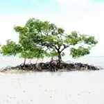 100_0152 (400x299)