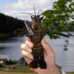 Lake Tinaroo, Camping and Catching Yabbies. Yabby catching at lake tinaroo