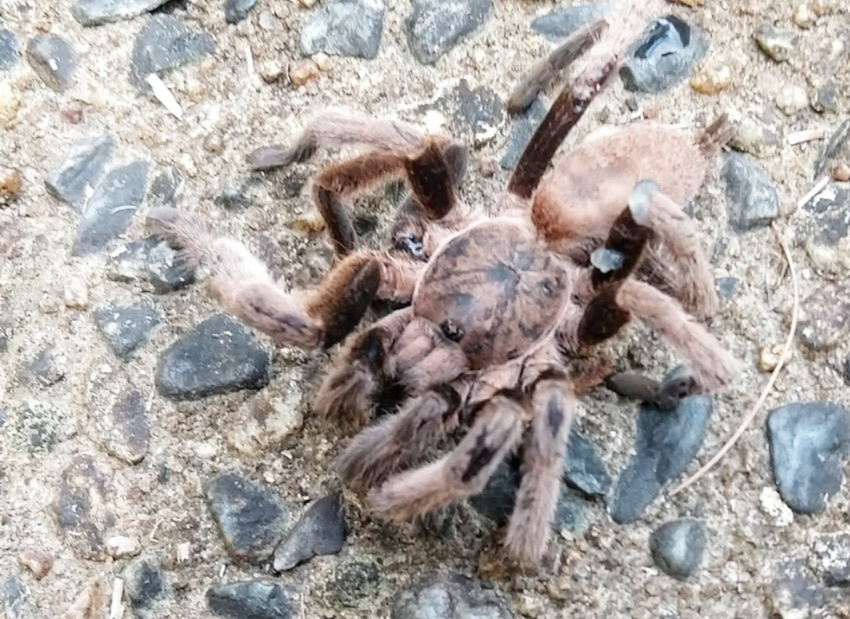 Tarantula Australia Worst spider travel stories