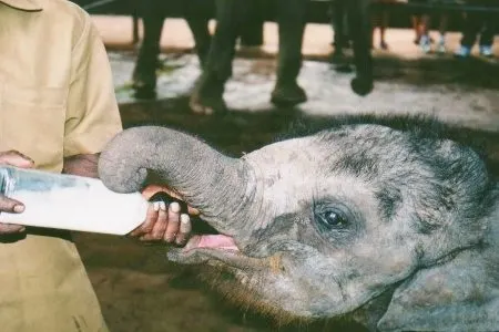 Baby Elephant Sri Lanka Baby Elephant Sri Lanka