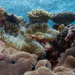 Snorkelling On The Great Barrier Reef Underwater on the great barrier reef. Clear blue water, corals and anemonies, all alive and healthy, no bleaching.