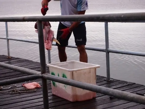 Feeding George the Groper