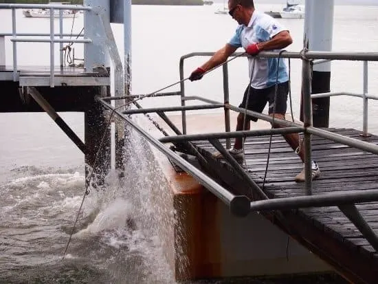 George the Groper On The Inlet Port Douglas Travel Blog