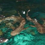 Dusit Zoo Bangkok Sharks