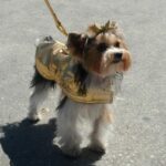 Posh Pooches Kissimee