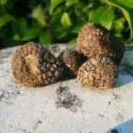 Truffle Hunting in Italy OLYMPUS DIGITAL CAMERA