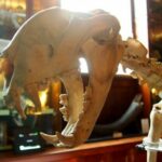Free museum London for kids animals grant museum