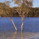 getting to fraser island australia