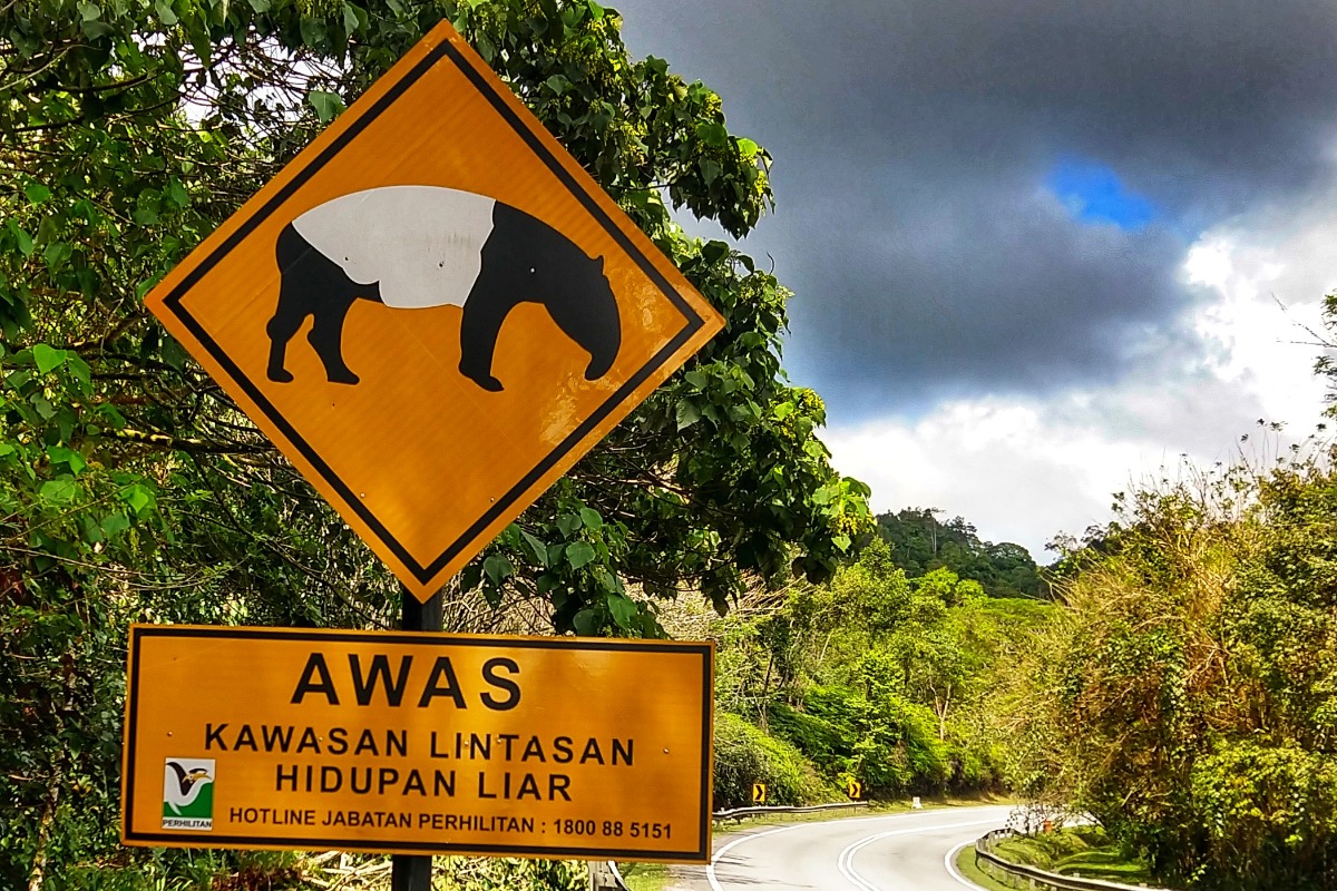 Malaysia travel blog wildlife tours