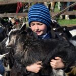 Goats child Maramures Sighetu Marmatiei Romania