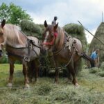 Horses pulling hay carts in Romania