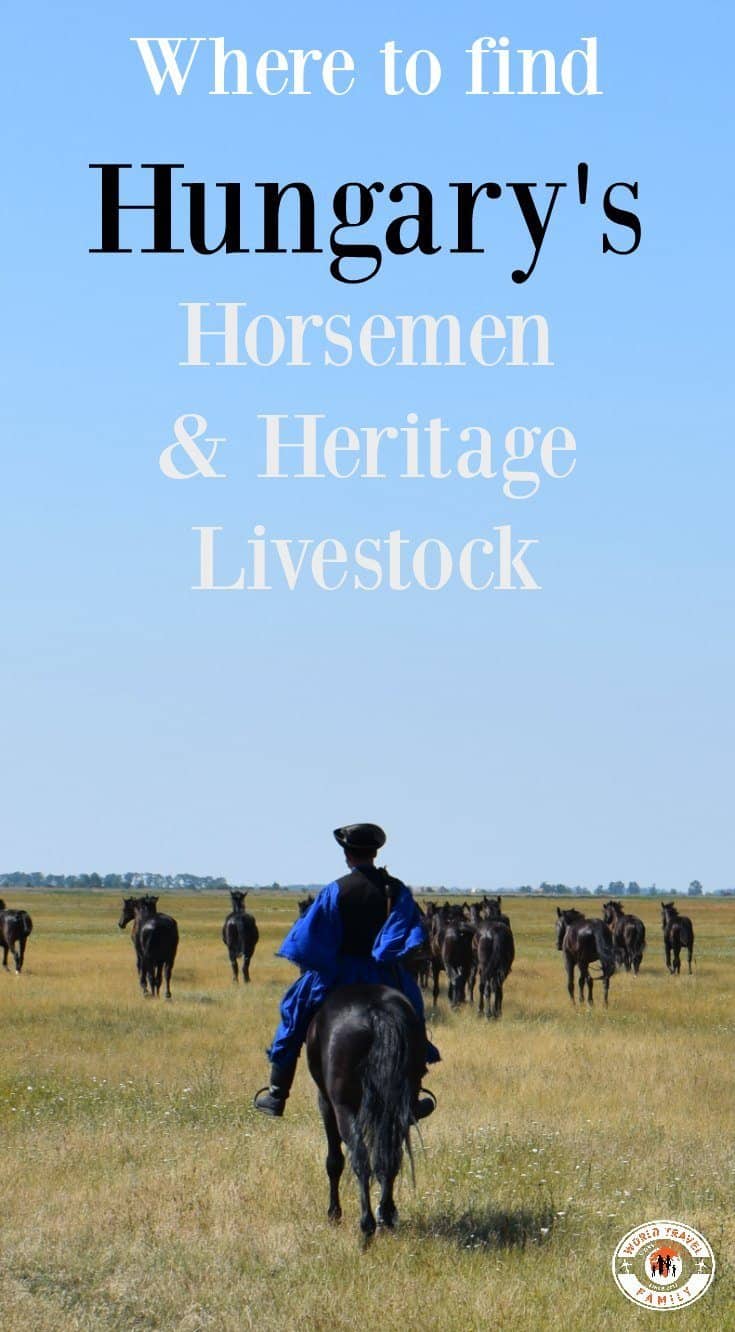Hungary's Horsemen and Heritage Livestock