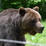 bear brasoc bear sanctuary romania