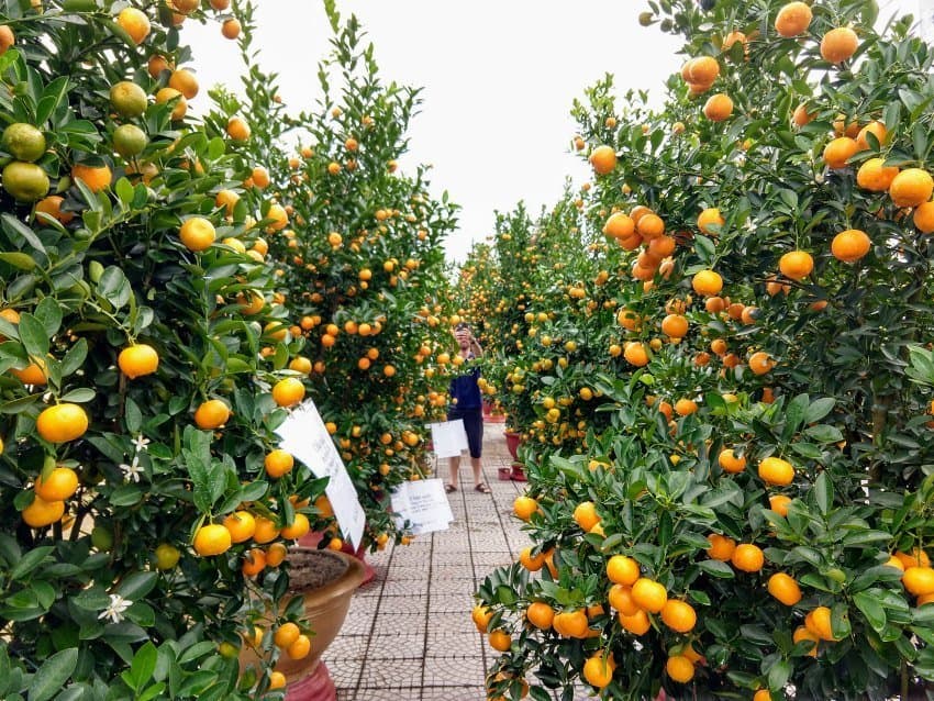 Kumquat festival Vietnam Kumquat trees