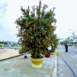 Kumquat tree judging at Hoi An Kumuat festival