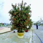 Kumquat tree judging at Hoi An Kumuat festival