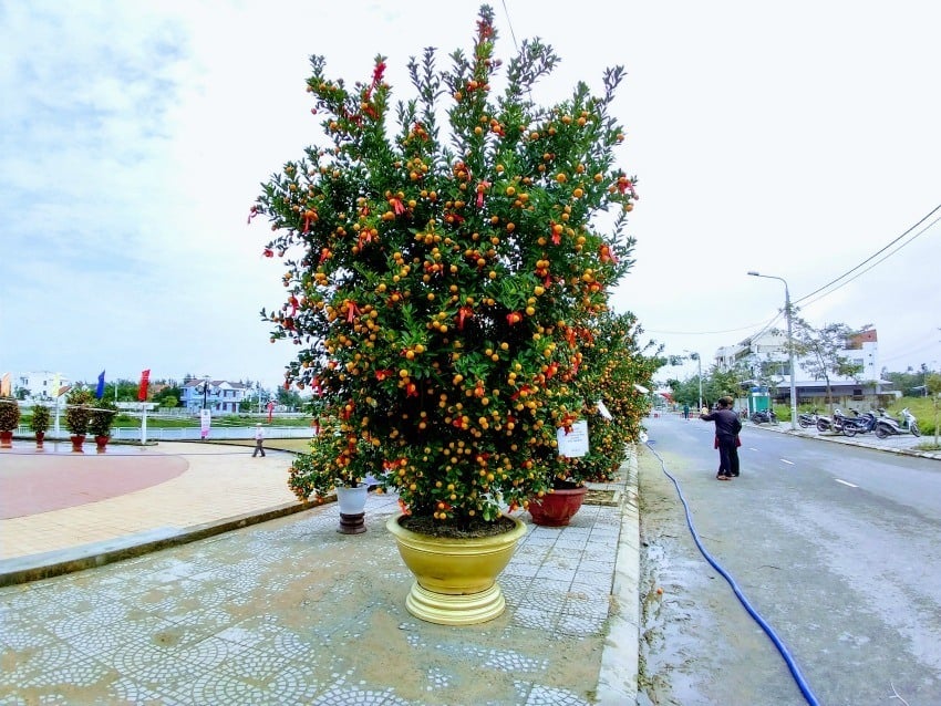 Kumquat tree judging at Hoi An Kumuat festival