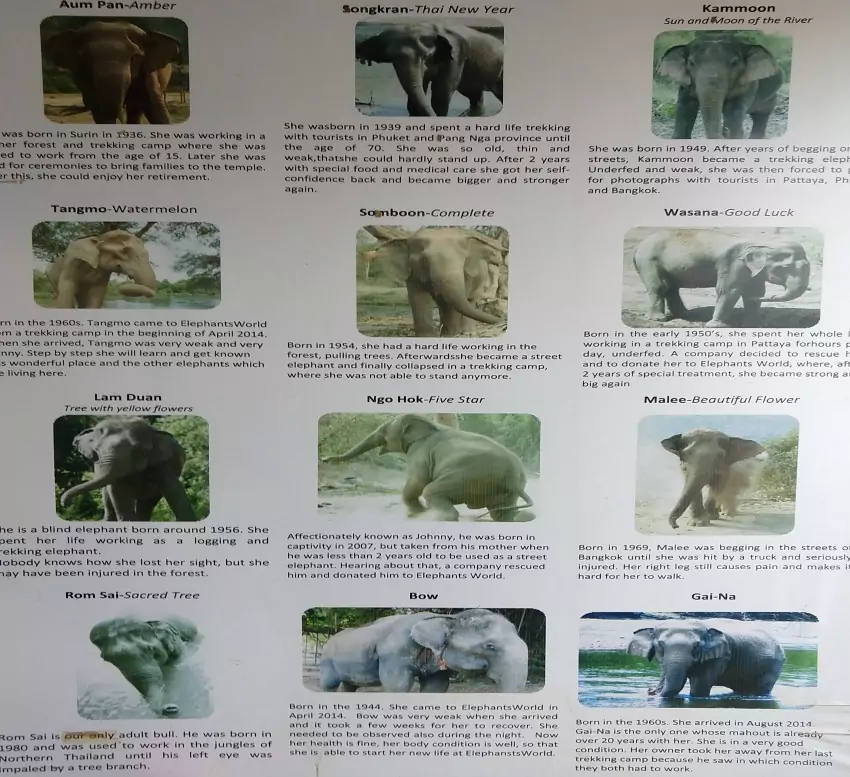 rescue elephants at elephants world kanchanaburi