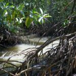 Daintree Rainforest Boardwalks and walks. Mangrove swamps