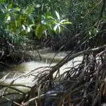 Daintree Rainforest Boardwalks and walks. Mangrove swamps