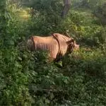 Rhino in Sauraha Chitwan National Park Nepal