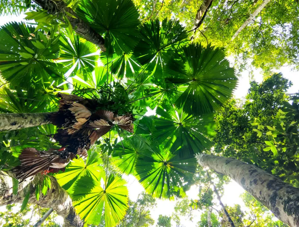 Family Gap Year Ideas Visit a Rainforest