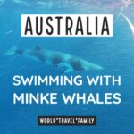 Australia scuba diving swimming with whales