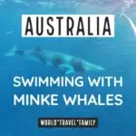 Australia scuba diving swimming with whales
