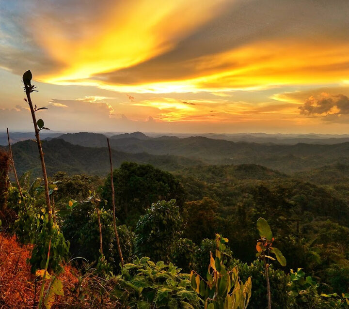 Iban Longhouse stay near Kuching Pepper fields beautifulSunset