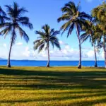 Things To Do in Port Douglas 2026 View of Port Douglas palm trees and Coral Sea from Rex Smeal Park