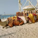 Is Dubai in Asia? Dubai beach view with camels