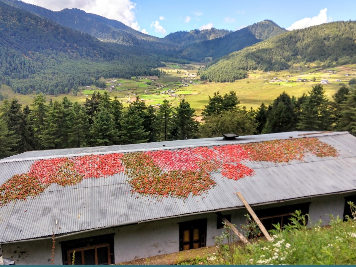 chillies for Bhutanese Ema Datshi drying on a roof in Bhutan