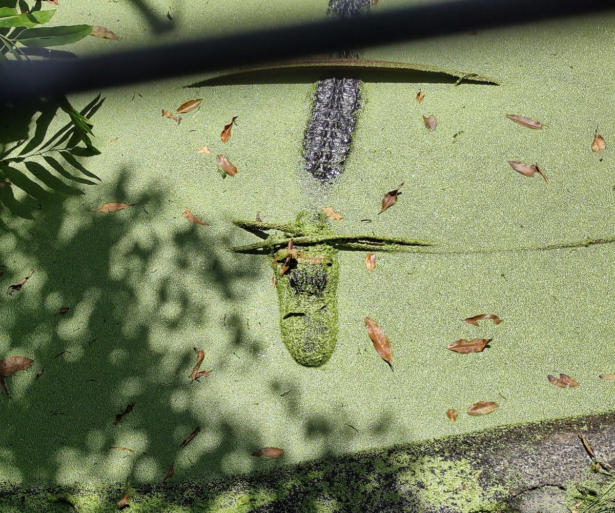 australia alligator