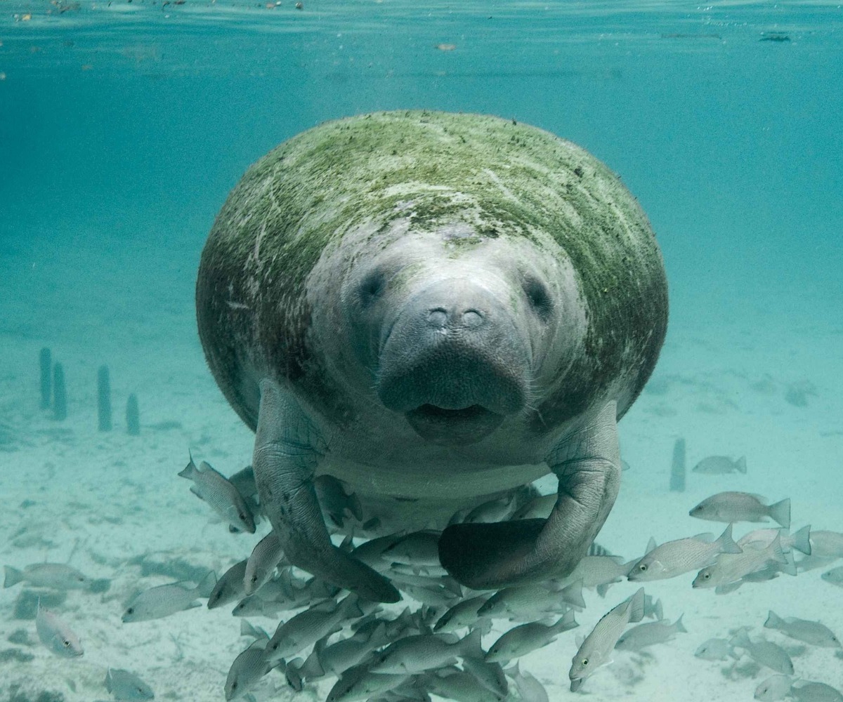 Adventure with manatee florida
