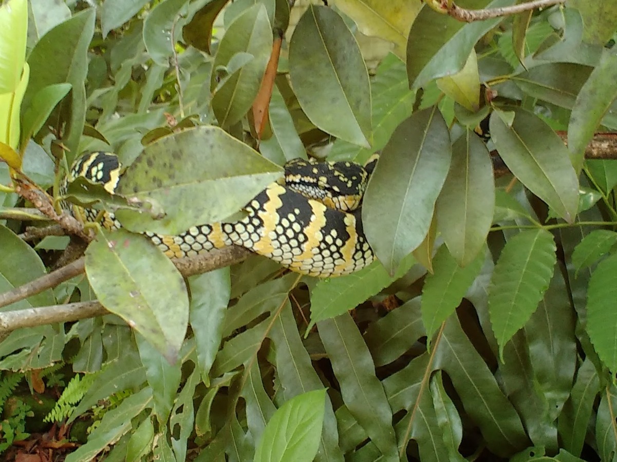 Penang Snakes species