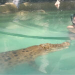 Crocodile in Australia
