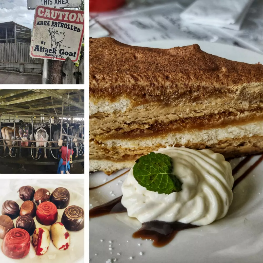 Gallo dairy cream cakes chocolates cows and animals