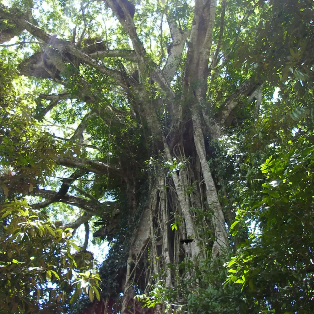 Fig Tree Atherton Tablelands