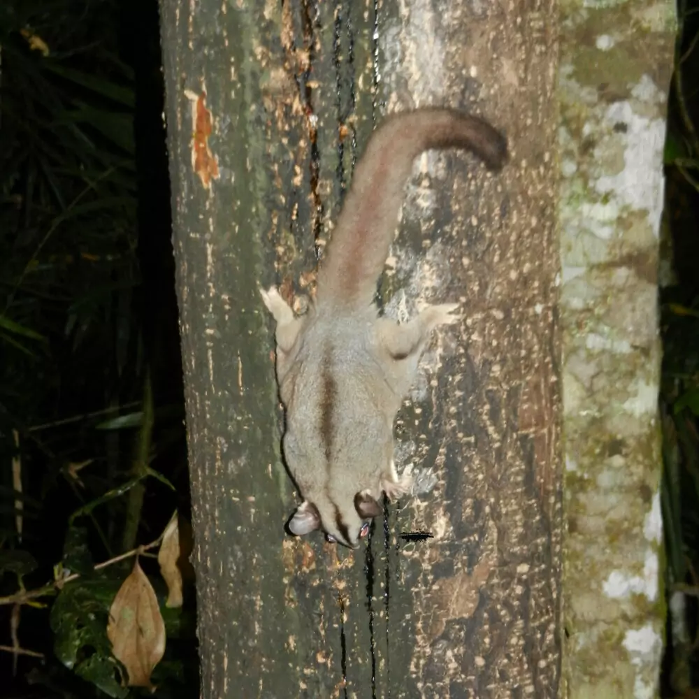 Sugar glider