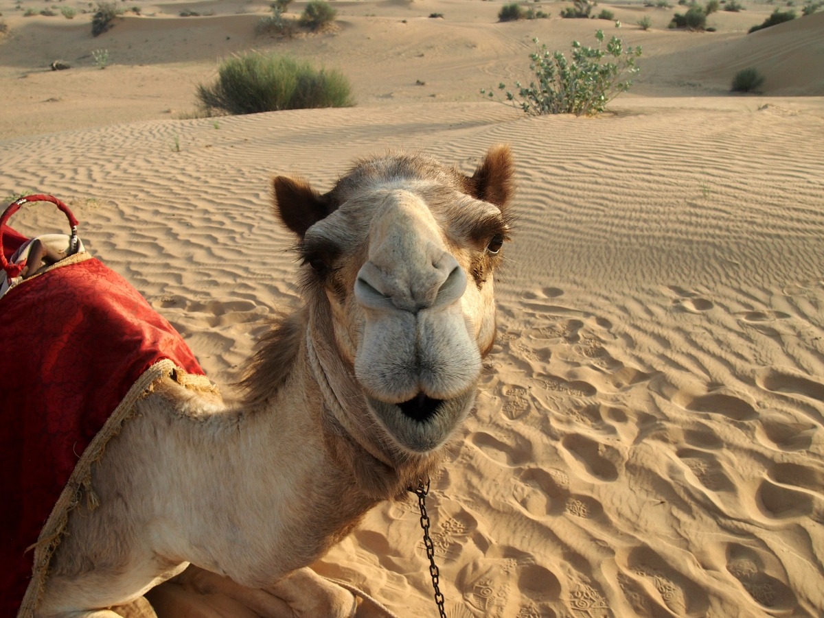 Camels Dubai riding