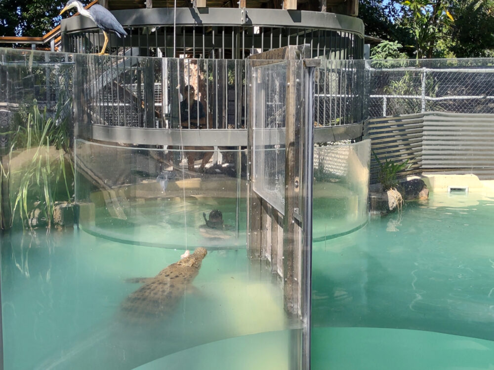 Things to do in Port Douglas crocodiles
