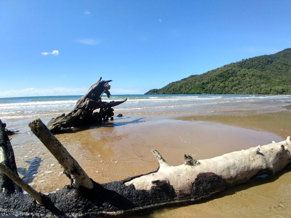 Visit Cape Tribulation from Port Douglas