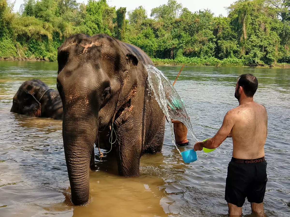Facts about Thailand animals