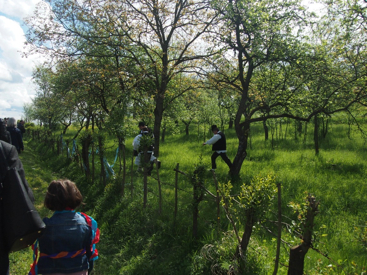 Orchards in Hoteni