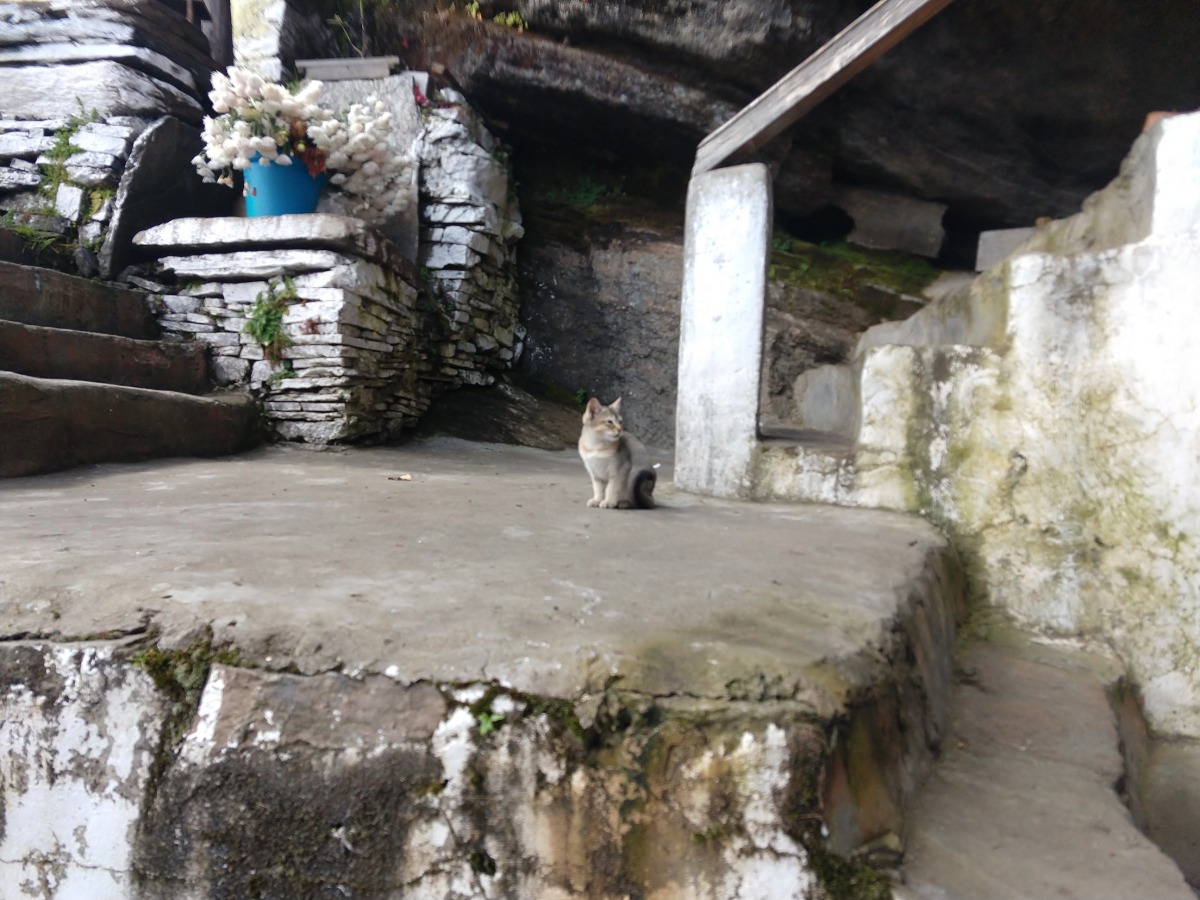 Little Tiger's Nest