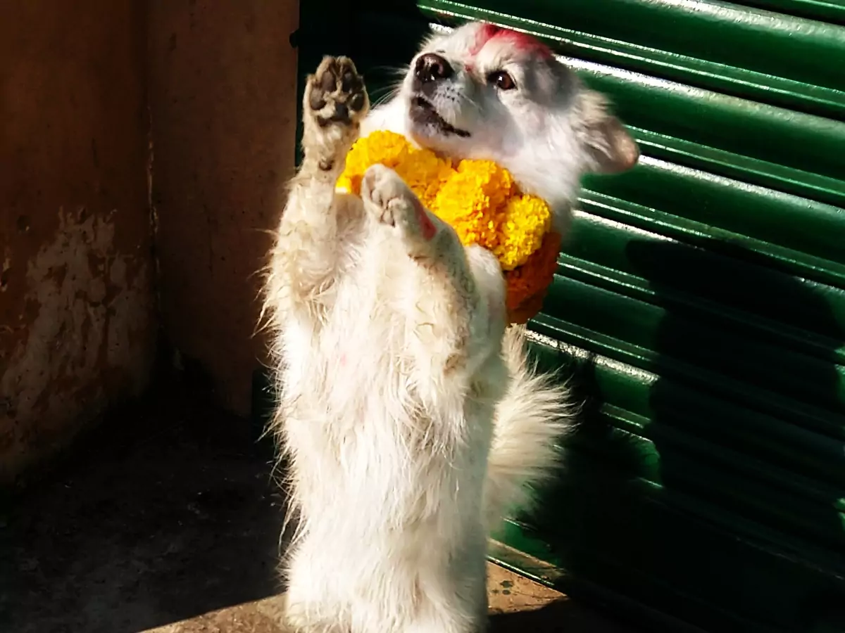 Pokhara Nepal Diwali dog