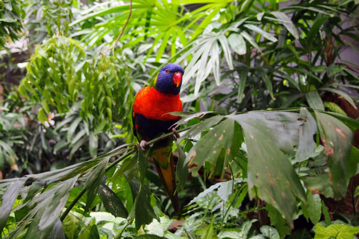 Australian birds lorikeet