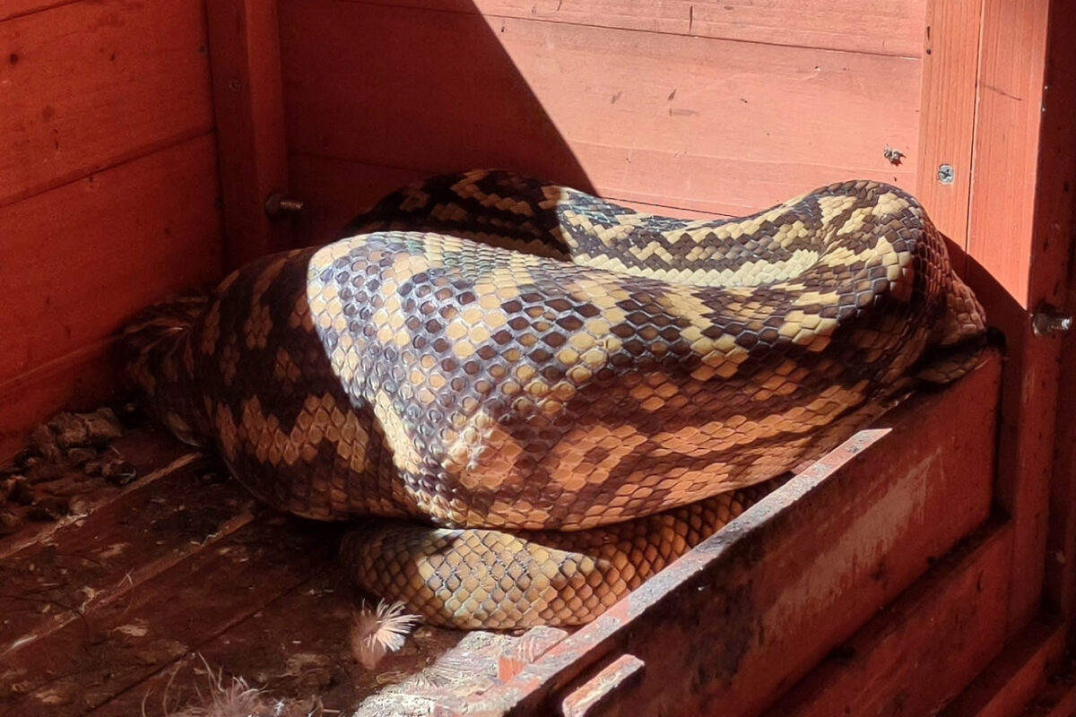 Snake in a chicken coop in Australia, a huge python